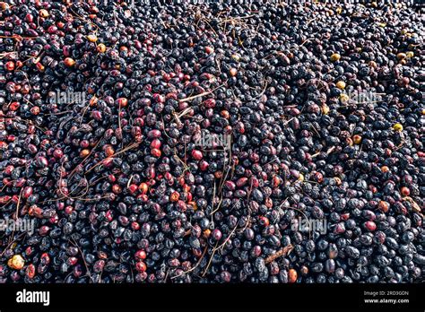 The Harvesting and Preparation Process of Tangy Olive Delicacies