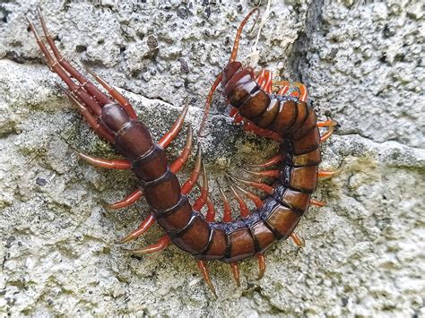 The Hazard of a Centipede Sting: Understanding the Perils