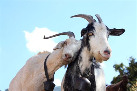 The Healing Power of Goat Pasturing