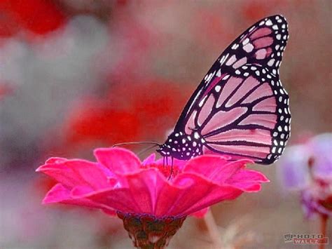 The Healing Power of the Pink Butterfly's Reveries