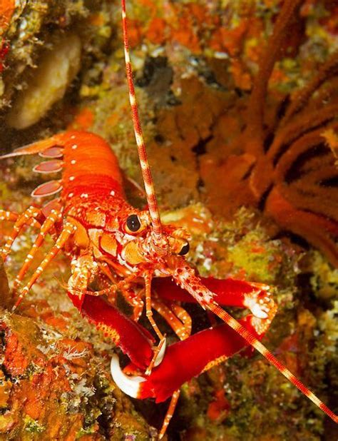 The Hidden Beauty: Exploring the Aesthetics of Onyx Crustaceans