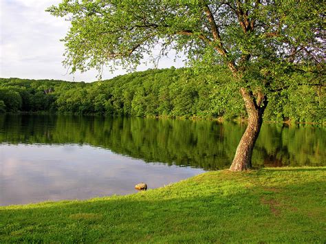 The Hidden Beauty of Serene Pond Reveries