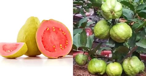 The Hidden Meanings: Unveiling the Secrets Within Dreams of Harvesting Guava