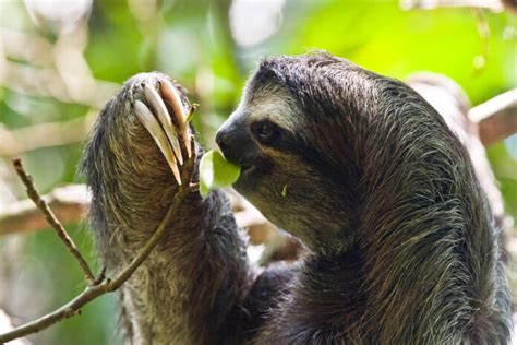 The Hidden Talents of Young Sloths: A Fascinating Peek into their Daily Lives