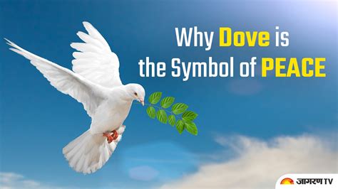 The Historical Importance of Doves: From Symbols of Peace to Targets