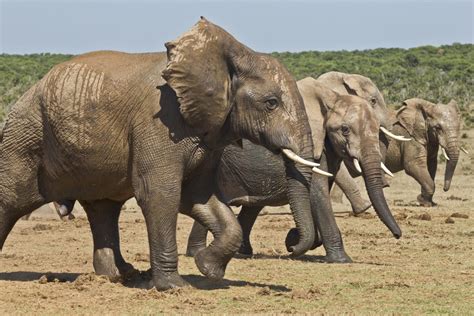 The Historical and Cultural Significance of Elephant Stomping