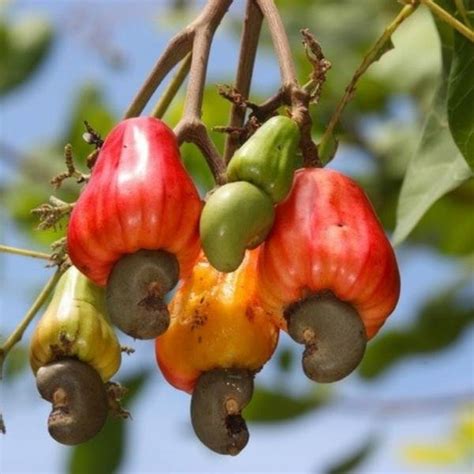 The History and Origins of Cashews: From Ancient Empires to Modern-day Delicacy