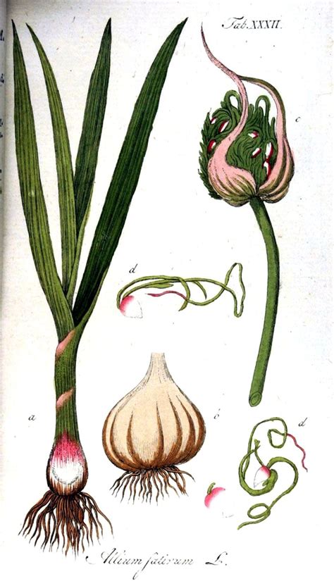 The History and Origins of Leafy Allium sativum