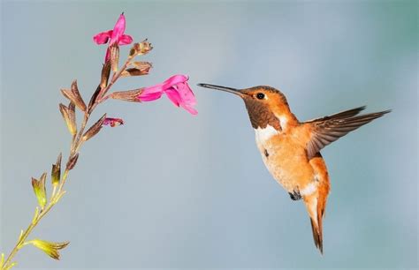 The Hypnotic Flight of Hummingbirds