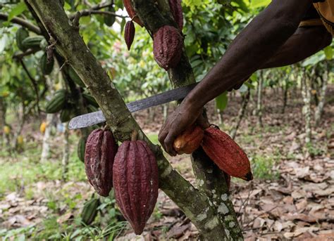 The Impact of Chocolate Production on the Environment