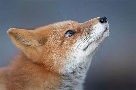 The Impact of Dreaming about a Domesticated Vulpes Vulpes on Our Everyday Lives