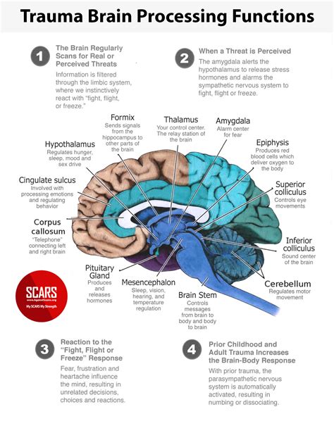 The Impact of Dreams on Processing Fear and Trauma