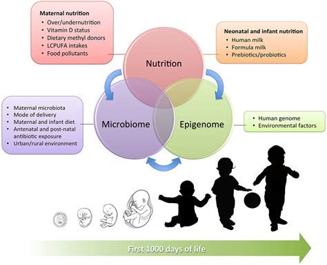 The Impact of Genetic Factors on Infant's Size