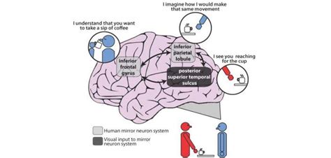 The Impact of Mirror Observation on the Human Mind