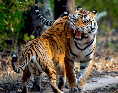 The Impact on Tiger Conservation and the Environment