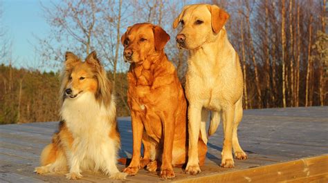 The Importance of Alpha and Subordinate Dogs within a Canine Pack