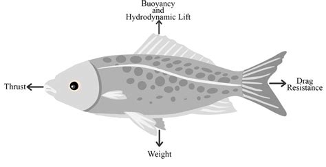 The Importance of Buoyancy and Hydrodynamics in the Mobility of Aquatic Creatures