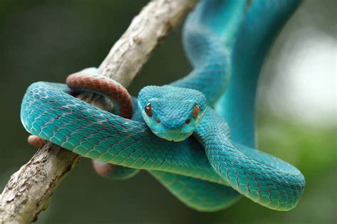 The Importance of Colors in Snake Dreams