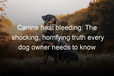 The Importance of Dreaming about a Bleeding Canine