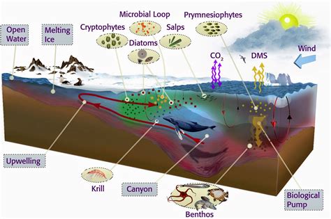 The Importance of Dreaming of a Figure in Aquatic Environments