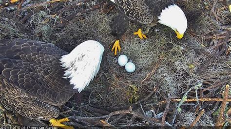 The Importance of Eagle Eggs in Indigenous American Culture