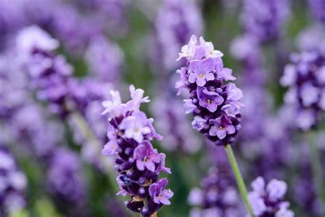 The Importance of Lavender Blooms in Dreams