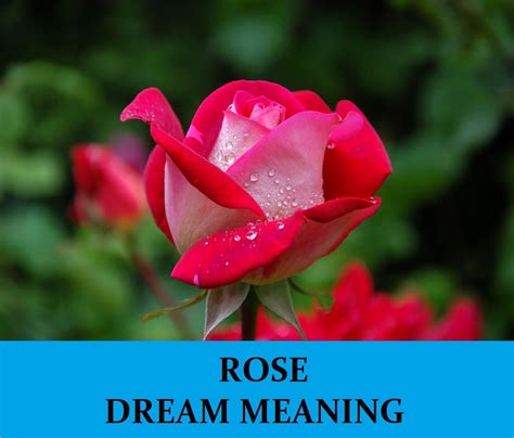 The Importance of Personal Experience in Connecting with Rose Dreams