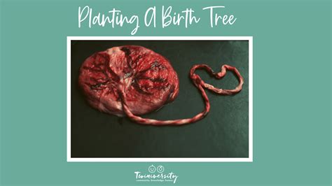 The Importance of Placenta Rituals as Cultural Traditions