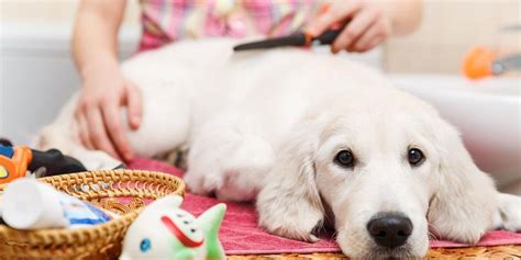 The Importance of Regular Grooming