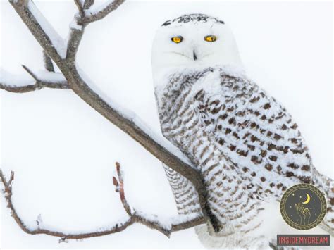 The Importance of White Owls in Deciphering Dream Meanings