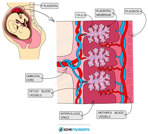 The Importance of the Placenta in Pregnancy