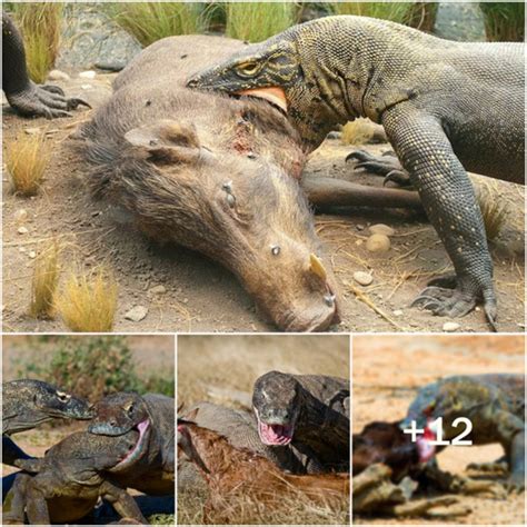 The Incredible Hunting Strategies Employed by Komodo Dragons