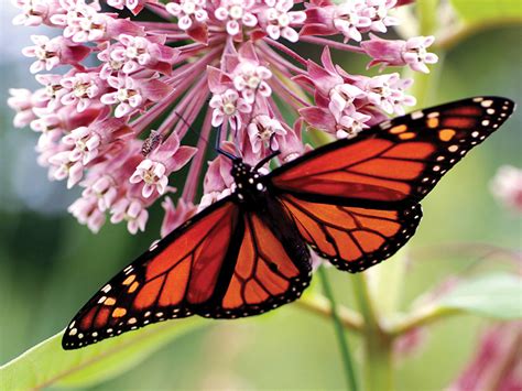 The Incredible Journeys of Monarch Butterflies