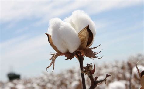 The Influence of Cotton on the Dream World: A Deeper Insight