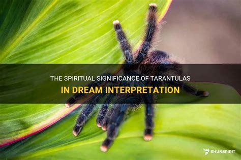 The Influence of Cultural Beliefs on the Interpretation of Tarantula Dreams