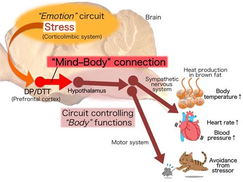 The Influence of Physical Contact: Exploring the Emotional Implication of Bodily Connection