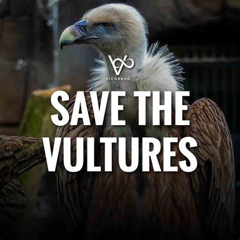 The Influence of the Dark Vulture on Conservation Awareness