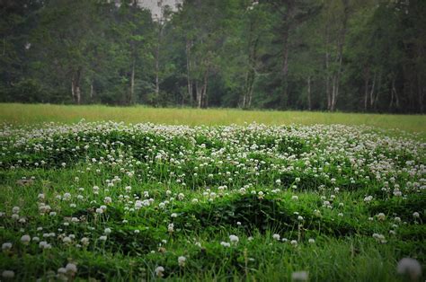 The Inspirational Journey of Clover Fields