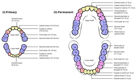 The Intricate Link Between Descending Dentition and Mortality