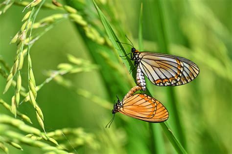 The Intricate Symbolism of Reproducing Insects