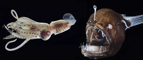 The Intriguing Adaptations of Exotic Deep-sea Creatures