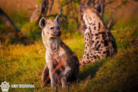 The Intriguing Allure of Hyenas in Dreams