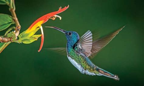 The Intriguing Behavior of Hummingbirds