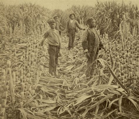 The Intriguing History of Sugar Cane