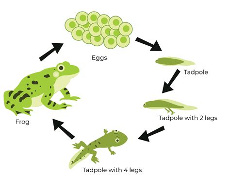 The Intriguing Life Cycle of Amphibians