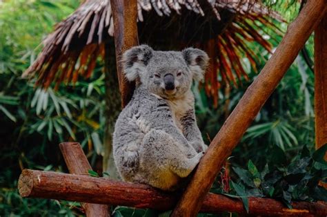 The Intriguing Origins of the Pale Koala