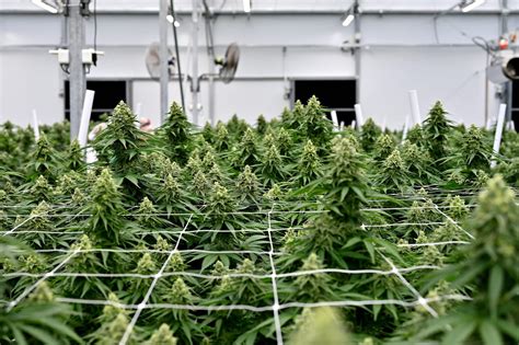 The Intriguing Realm of Cannabis Cultivation