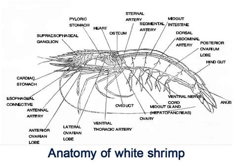 The Intriguing Structure of a Shrimp