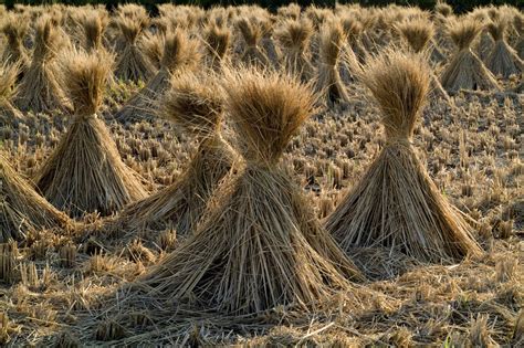 The Intriguing Symbolic Meaning Behind Dreams Involving Straw