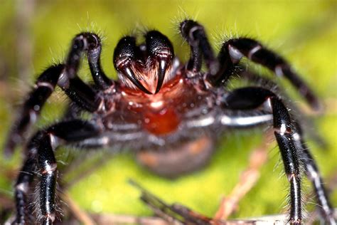 The Intrusion and Vulnerability of a Arachnid Beneath the Epidermis